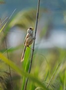 震旦鸦雀（十七）