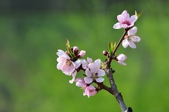 2026桃花（11）
