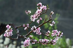 2026桃花（11）