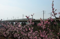 2026桃花（11）
