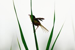 黄腹山礁鸟