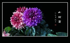 大丽花开大美丽。色彩瑰丽色多彩