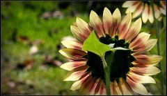 尘世阳光永绽放，只愿一搏葵花媚----向日葵