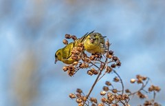 小黄雀（七十六）