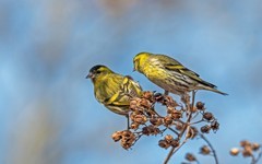 小黄雀（七十六）