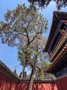 2026年- 北海公园风光纪实拍-0341