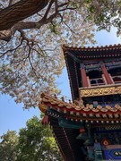 2026年- 北海公园风光纪实拍-0342