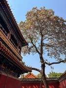 2026年- 北海公园风光纪实拍-0342