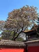 2026年- 北海公园风光纪实拍-0342