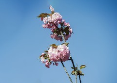 春花灿烂（17）
