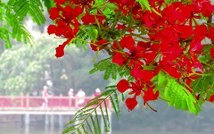 [26147] 东山湖的凤凰花