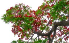 [26147] 东山湖的凤凰花