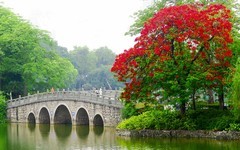 [26147] 东山湖的凤凰花