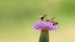 小花上的蜂狂