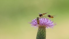小花上的蜂狂