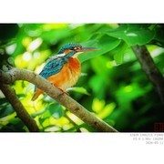 小翠和大鹅