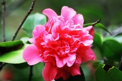 山茶花（二）