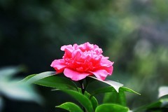 山茶花（二）
