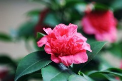 山茶花（二）