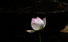 碗莲（三）