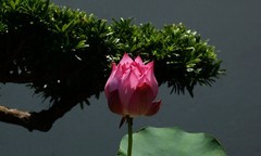 碗莲（三）
