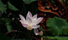 碗莲（三）