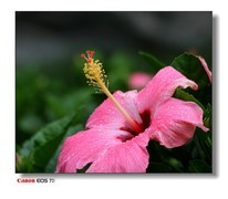 粉红色扶桑。