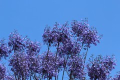 拍摄花卉一（1177）