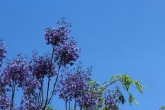 拍摄花卉一（1177）