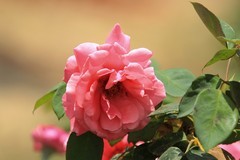 拍摄花卉一（1178）
