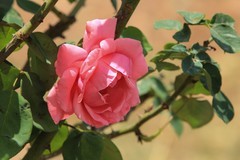 拍摄花卉一（1178）