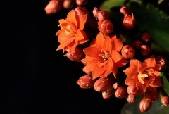2026花卉植物赏析———长寿花【3】