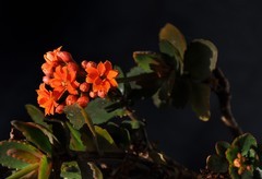 2026花卉植物赏析———长寿花【3】