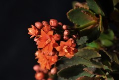 2026花卉植物赏析———长寿花【3】