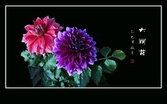 大丽花开大美丽。色彩瑰丽色多彩