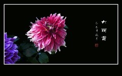 大丽花开大美丽。色彩瑰丽色多彩