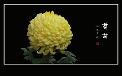 独傲寒秋的艳丽菊花