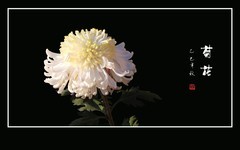 独傲寒秋的艳丽菊花