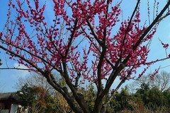 武汉梅花园（二十）