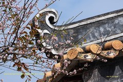 梅花 ~（广州，纯 阳观）