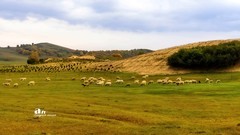 金秋乌兰布统——杨树背（8）