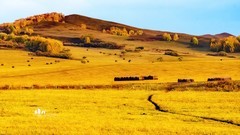 金秋乌兰布统——杨树背（8）