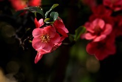 草堂探花【3】