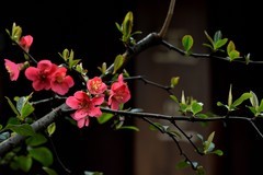 草堂探花【3】