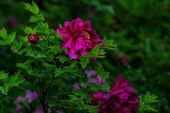 花开富贵—1—(雨后牡丹)