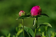 芍药花