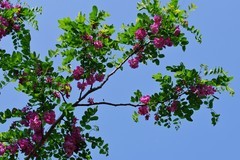 槐花