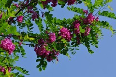 槐花