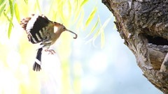 裕西戴胜（六）