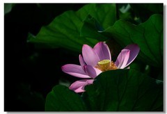 荷花（五十八）